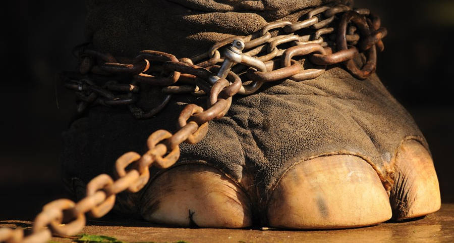 پای فیلی در زنجیر